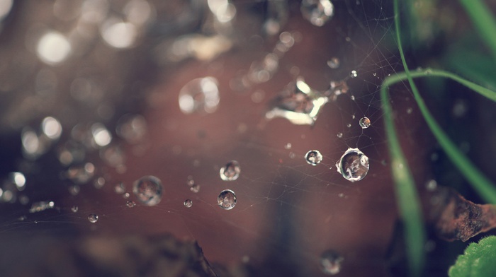 water drops, spiderwebs, macro