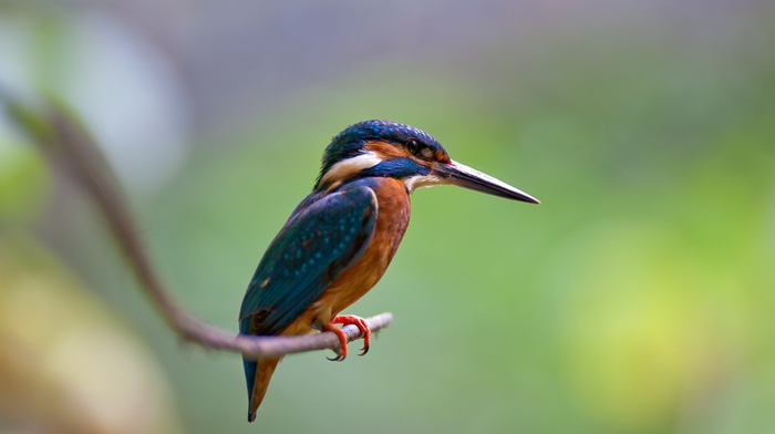 kingfisher, birds, nature, branch