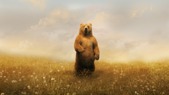 grizzly bears, Adobe Photoshop, grass, landscape, bears, animals, artwork