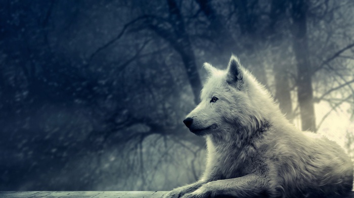 winter, animals, forest, snow, wolf