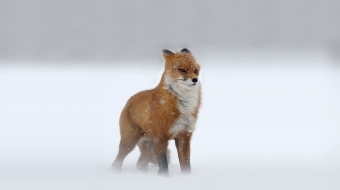 snow, fox, animals