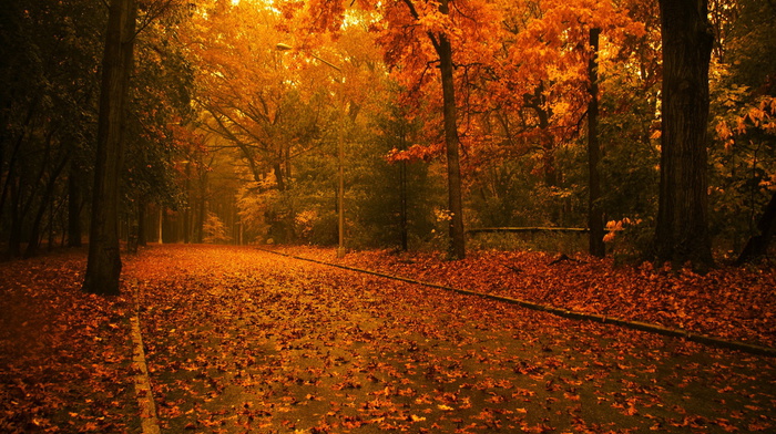 road, trees, leaves