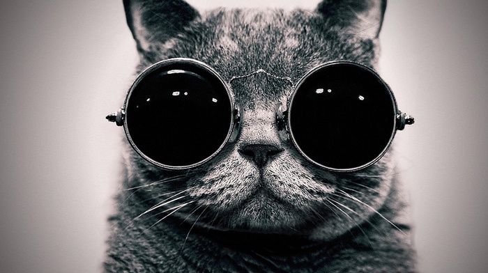 monochrome, cat, glasses, animals, sunglasses