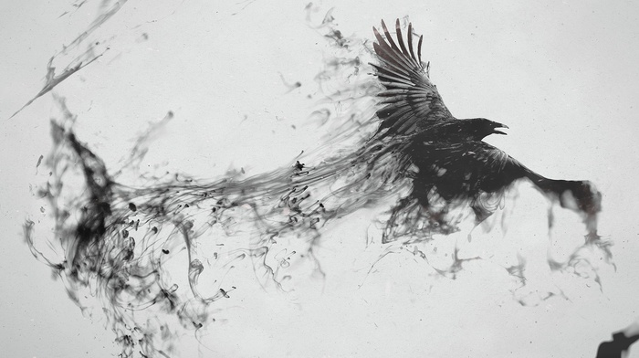 crow, raven, ink
