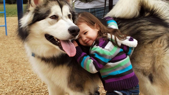 children, alaskan malamute, dog