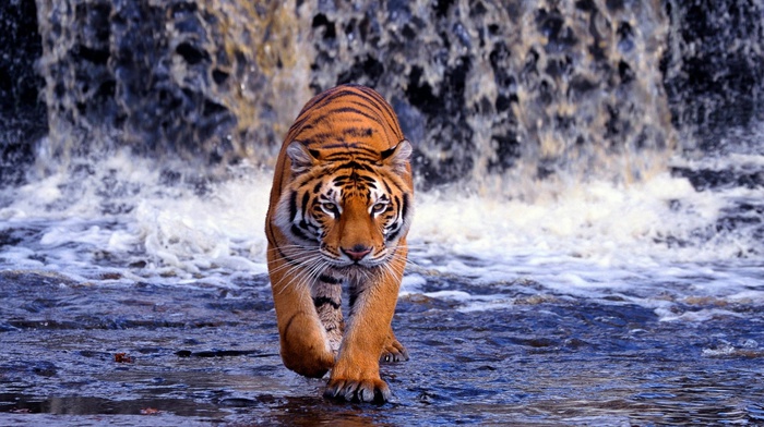 tiger, animals