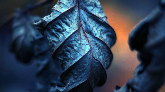 photography, leaves, depth of field, filter, macro, nature