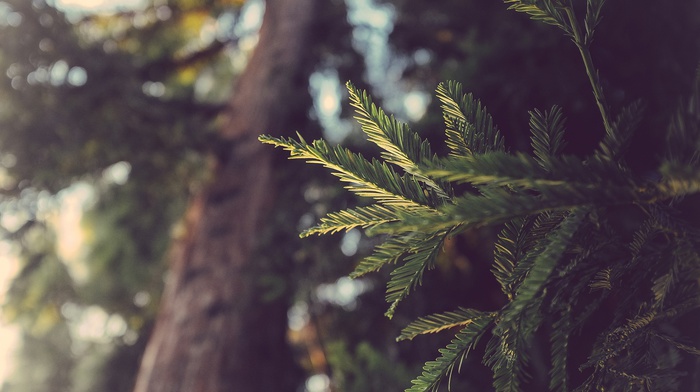 redwood, leaves, macro