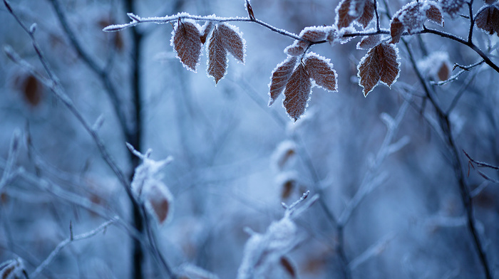 depth of field, ice, frost, twigs, leaves, winter