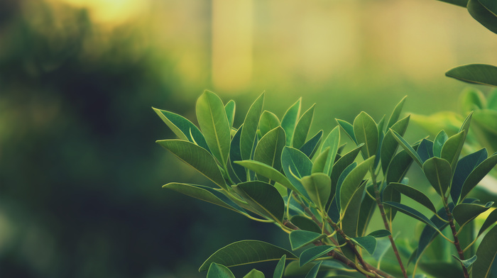 depth of field, leaves, green