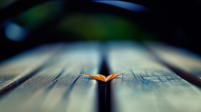 wooden surface, depth of field, leaves