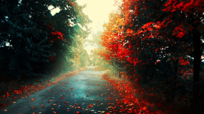 road, forest, fall, landscape, red, leaves