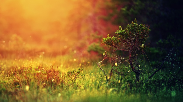 colorful, trees, landscape, blurred, simple background, nature, grass, depth of field