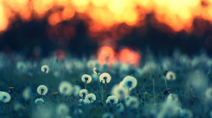 landscape, nature, depth of field, grass