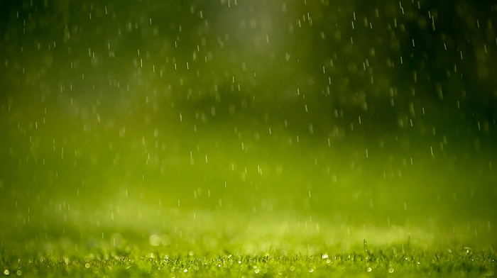 nature, depth of field, rain, green, grass