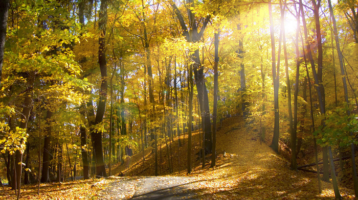forest, leaves, sunlight, nature, trees, natural lighting, yellow, landscape, fall