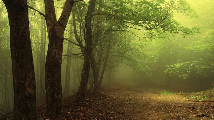 forest, trees