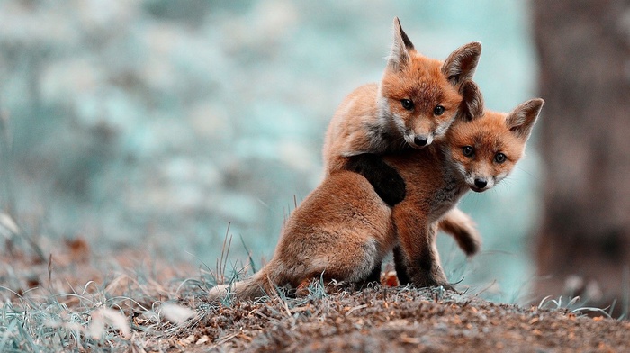 blurred, nature, fox, animals, anime, fox cubs, cubs, baby animals