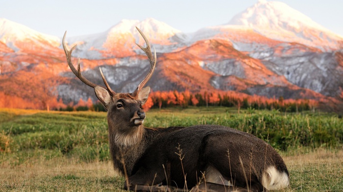 deer, mountain, sunset, horns, animals