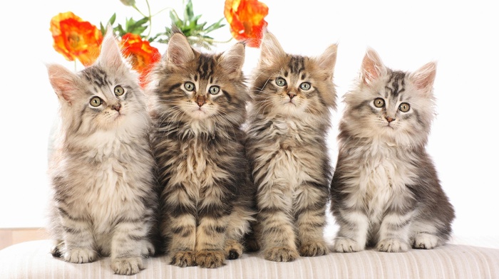 kittens, animals, flowers