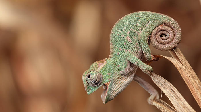 anime, Lombardy, nature, animals, tail, chameleons, depth of field, happy, open mouth, green, plants