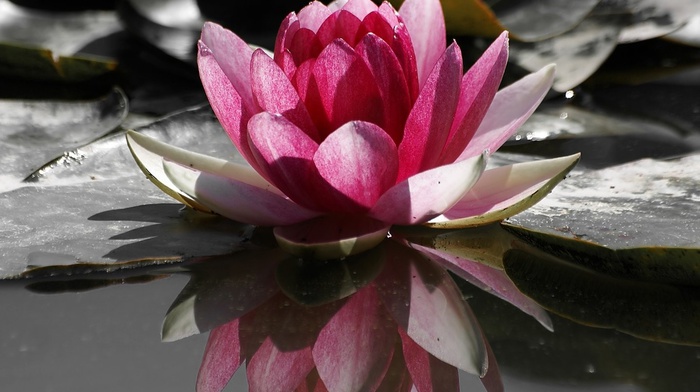 lake, flowers