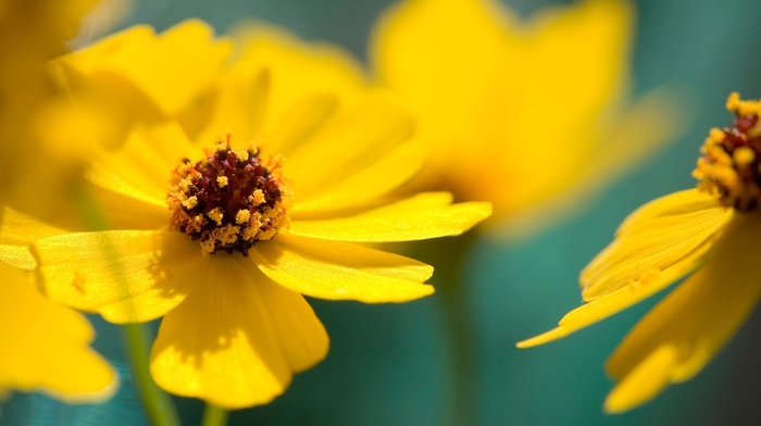 macro, flowers