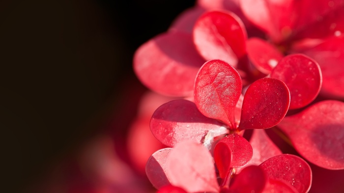 flowers, macro