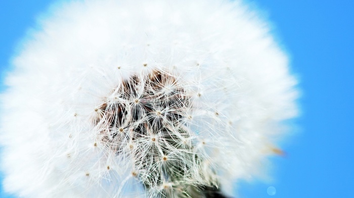 flowers, macro