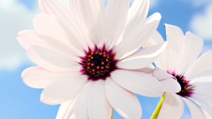 white flowers, flowers