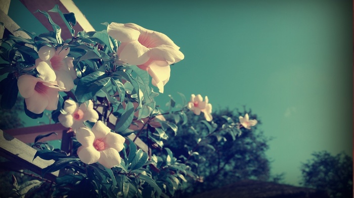 flowers