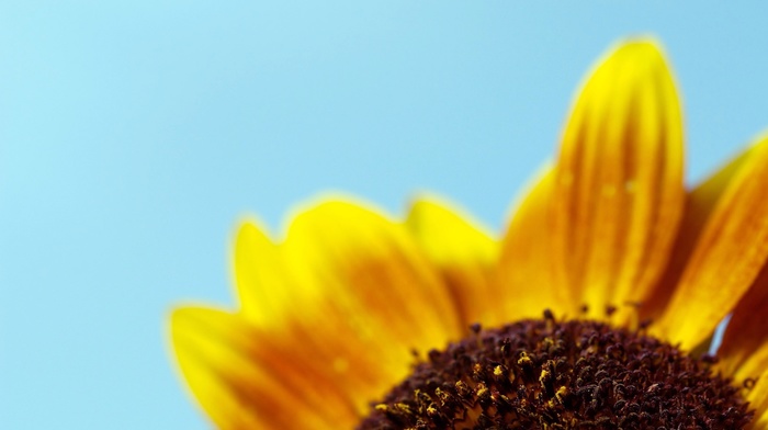 flowers, sky