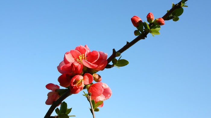 branch, flowers