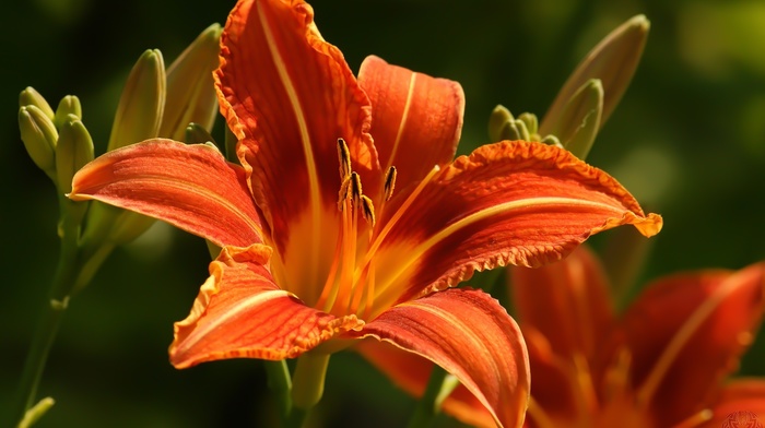 flowers
