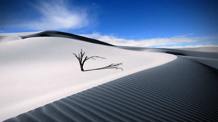 sky, shadow, sand, dune, nature, dead trees, desert