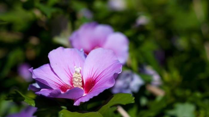 flowers, Sun