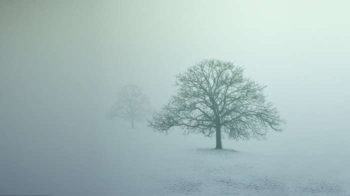 mist, abstract, winter, trees