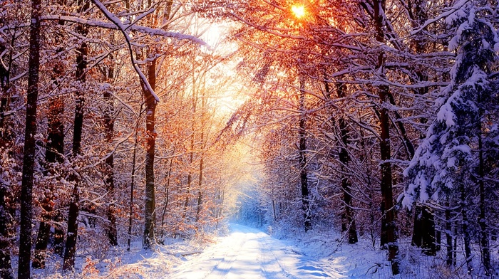 winter, forest, nature, sunlight