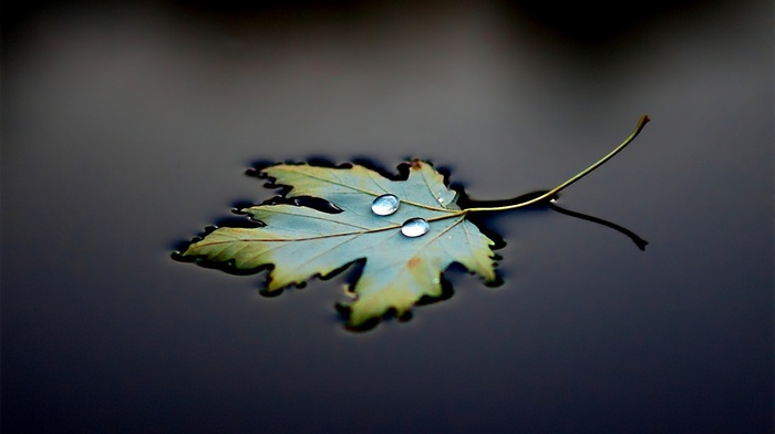 macro, leaves, water drops, water
