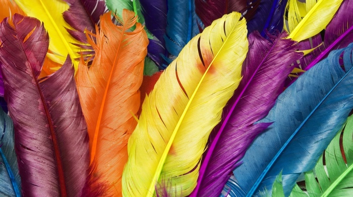stunner, feathers, colorful