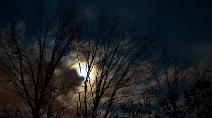 nature, moon, trees, evening