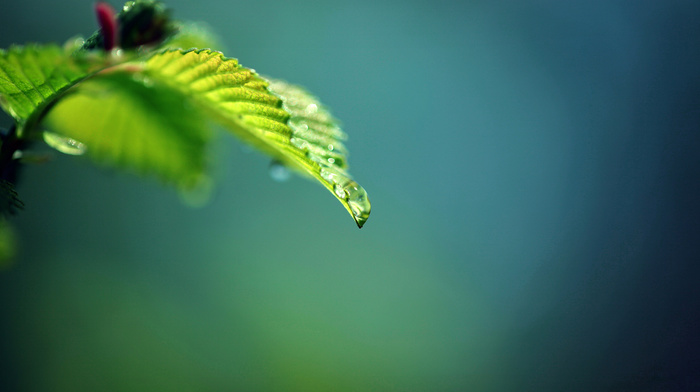 macro