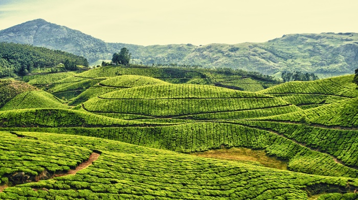 tea, nature