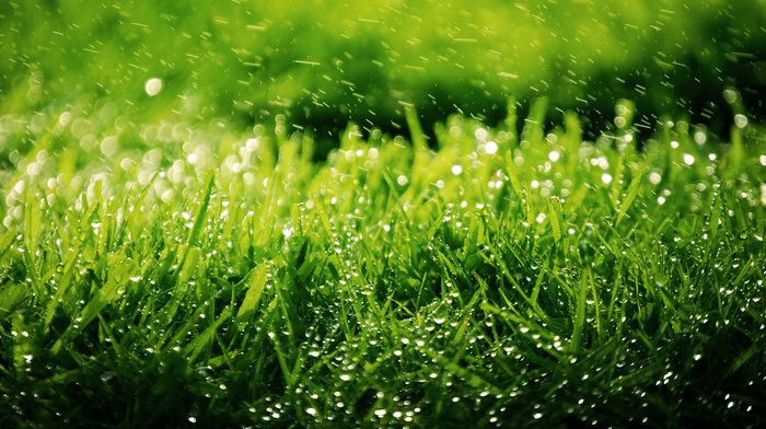grass, nature