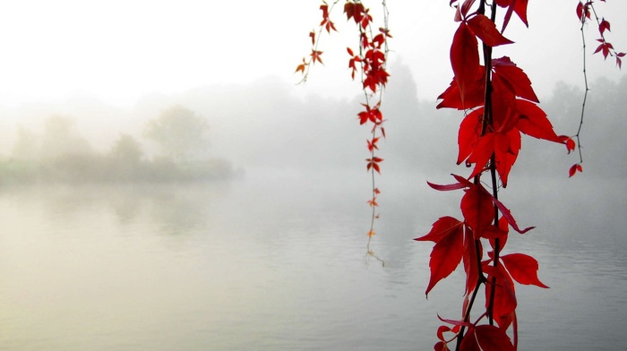 nature, fall, mist, water, leaves