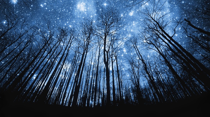 stars, trees, night