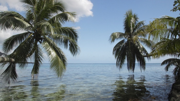 sea, summer, palm trees, clouds