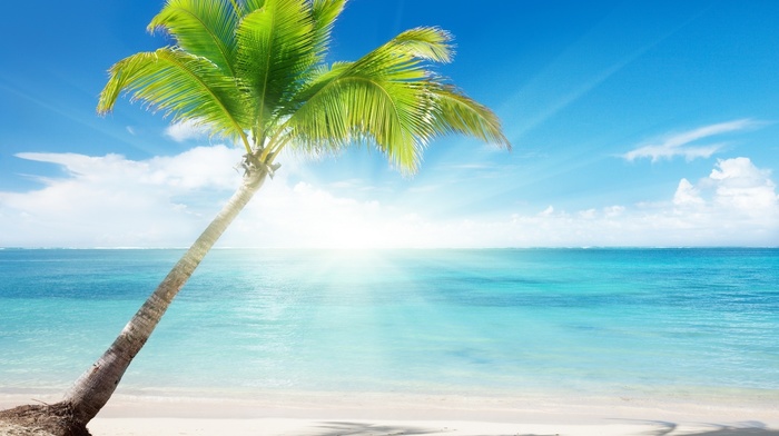summer, water, palm, sand