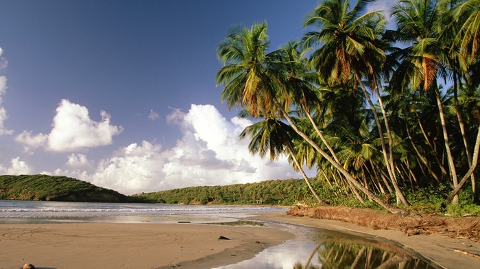 summer, palm trees