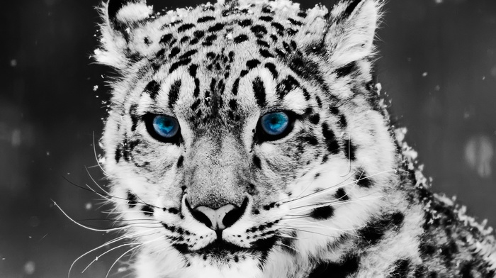 animals, selective coloring, leopard, snow leopards